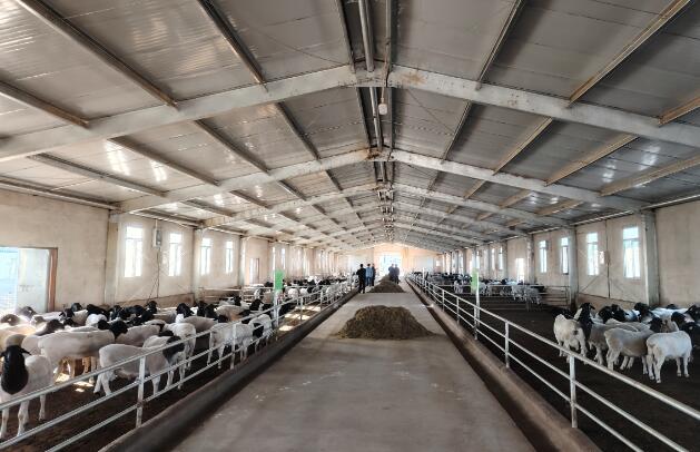 冬季養羊效益不好？是你沒用對方法罷了