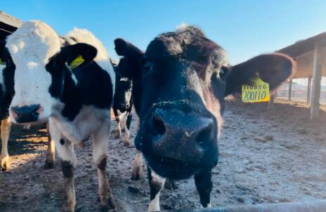 中國萬頭牧場最新盤點！存欄接近200萬頭牧場165個