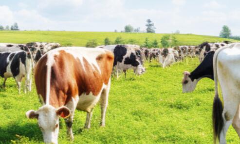 2024中國·貴陽第五屆生態畜牧業博覽會