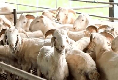 消費旺季羊肉價格為何持續低迷？