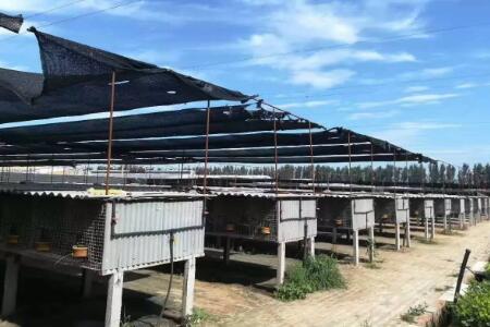 養殖場如何選用消毒藥