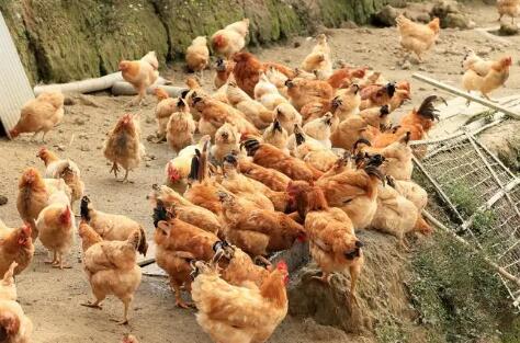 肉雞場日常消毒八要點