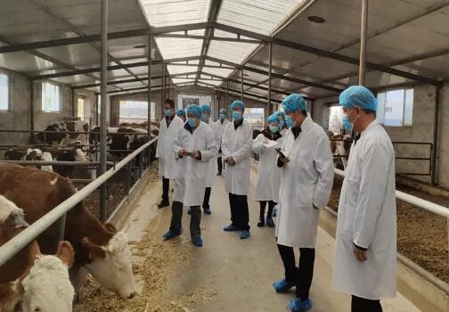 陜西省飼料總站實地調研獸用抗菌藥減量使用情況