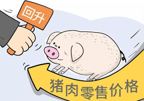 大漲0.75元/斤！廣東、山東、江蘇等多省重回8元大關