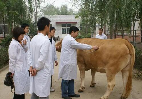 中國獸醫藥品監察所在云南開展“科學使用獸用抗菌藥 助力畜牧業高質量發展”科技下鄉活動