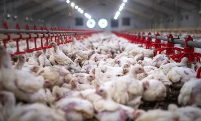 2024全球家禽業預測：行業溫和增長、中國肉雞產量將下降3%