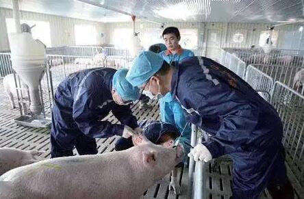 江蘇省推進獸藥管理暨獸用抗菌藥使用減量化工作