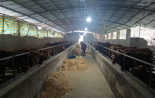 開州區農業發展中心畜牧服務站：搶抓時節，強化技術指導