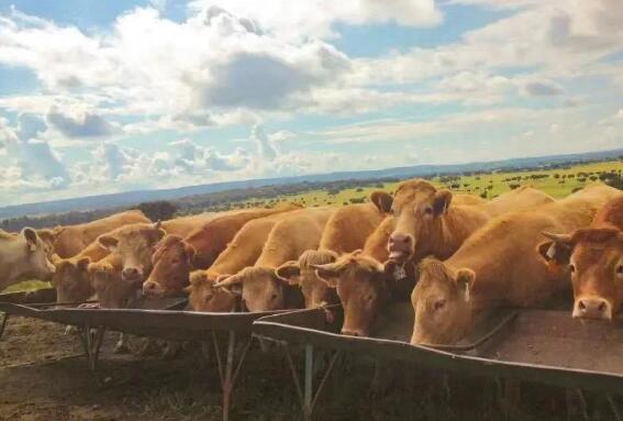 存欄量接近而產肉量相差一倍，中美肉牛產業的主要差距在哪？