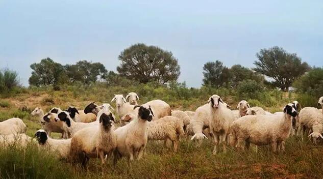 寧夏突破灘羊繁育關鍵技術瓶頸，雙羔灘羊產羔率達到160%以上