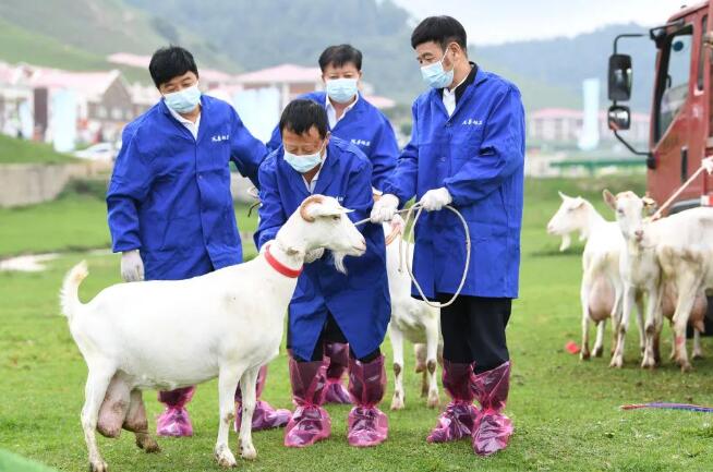 奶山羊存欄240萬只，陜西如何從一只奶山羊跨越千億產(chǎn)業(yè)鏈？