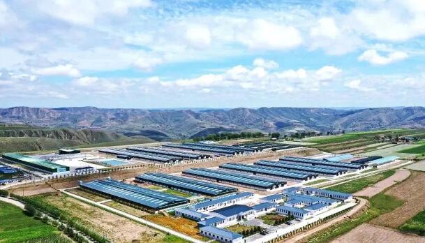 飼養(yǎng)量375萬(wàn)只，產(chǎn)值64億元，環(huán)縣“羊產(chǎn)業(yè)”步入高質(zhì)量發(fā)展“快車道”